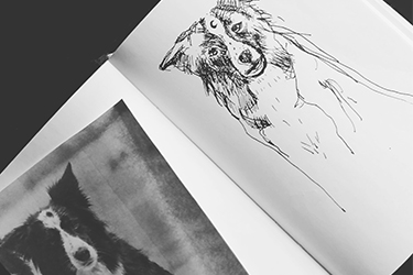 border-collie-rysunek-inspiracja-rasa